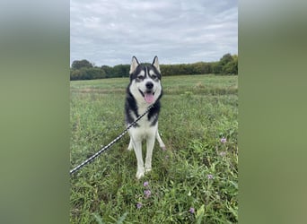 Sky, fröhlicher Sibirian Husky Rüde geb. 2024