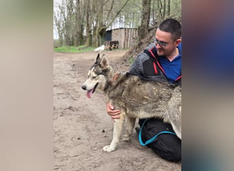 Mylo, Sibirian Husky mit viel Potential geb. 01/2025