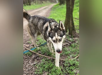 Mylo, Sibirian Husky mit viel Potential geb. 01/2025