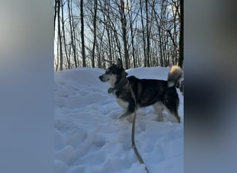 Diego, Sibirian Husky Rüde geb.2017