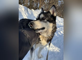 Diego, Sibirian Husky Rüde geb.2017