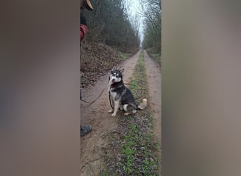 Sky, fröhlicher Sibirian Husky Rüde geb. 2024