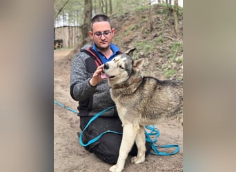 Mylo, Sibirian Husky mit viel Potential geb. 01/2025