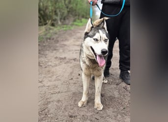 Mylo, Sibirian Husky mit viel Potential geb. 01/2025