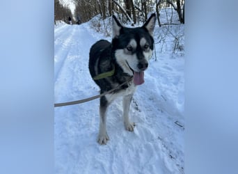 Diego, Sibirian Husky Rüde geb.2017