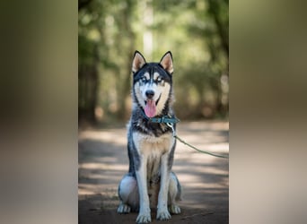 Strom, bildhübscher Sibirian Husky Junghund geb. 10/2025