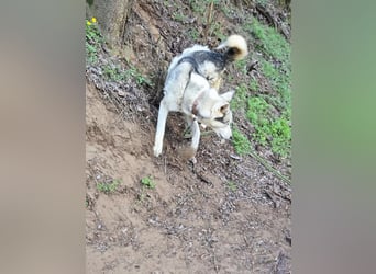 Shrei, menschenbezogener Sibirian Husky geb. 11/2020