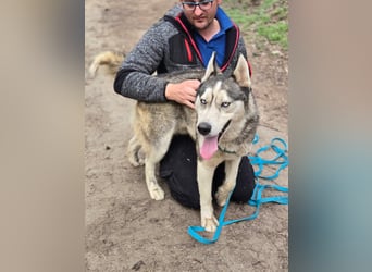 Mylo, Sibirian Husky mit viel Potential geb. 01/2025
