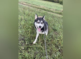 Sky, fröhlicher Sibirian Husky Rüde geb. 2024