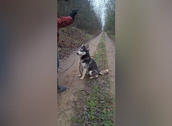 Sky, fröhlicher Sibirian Husky Rüde geb. 2024
