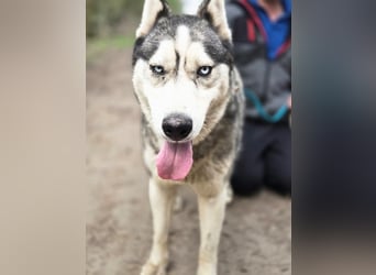 Mylo, Sibirian Husky mit viel Potential geb. 01/2025