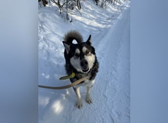 Diego, Sibirian Husky Rüde geb.2017