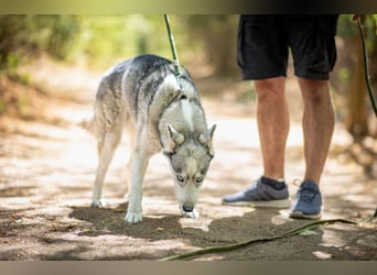 Shrei - ein echter Husky