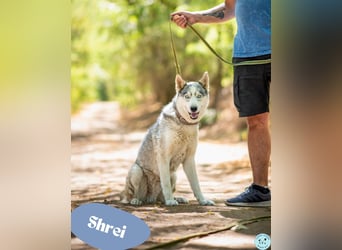 Shrei - ein echter Husky