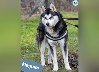 Magnus - freundlich, etwas schüchtern
