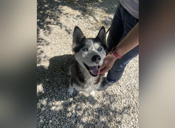 Maya SI - sehr sozial und verträglich