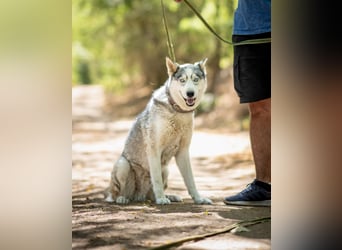 Shrei - ein echter Husky