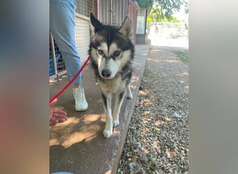 Magnus SI, ruhig und freundlich