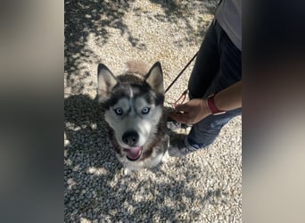 Maya SI - sehr sozial und verträglich