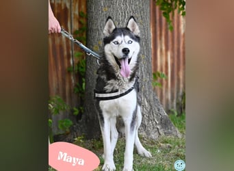 Maya SI - sehr sozial und verträglich