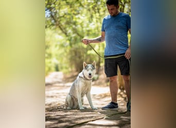Shrei - ein echter Husky