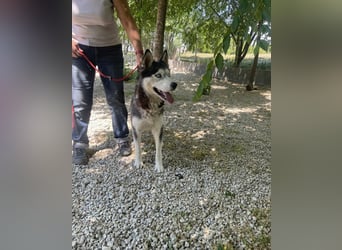 Maya SI - sehr sozial und verträglich