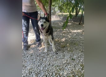 Maya SI - sehr sozial und verträglich