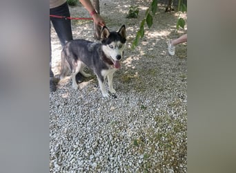 Maya SI - sehr sozial und verträglich