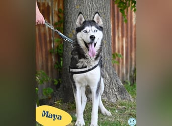 Maya SI - sehr sozial und verträglich