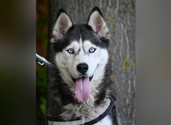 Maya SI - sehr sozial und verträglich