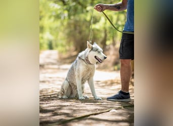 Shrei - ein echter Husky