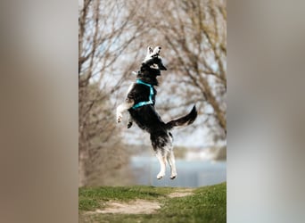 Freundlicher Tyson sucht sein Zuhause