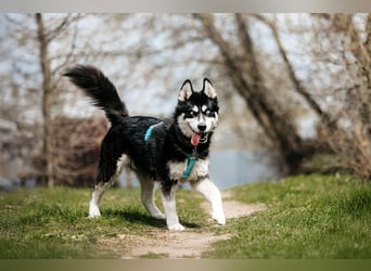 Freundlicher Tyson sucht sein Zuhause