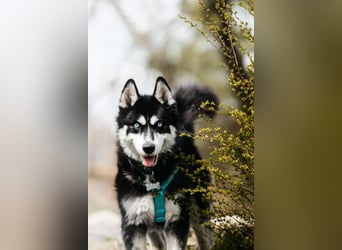 Freundlicher Tyson sucht sein Zuhause