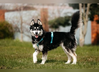 Freundlicher Tyson sucht sein Zuhause
