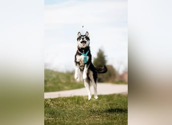 Freundlicher Tyson sucht sein Zuhause