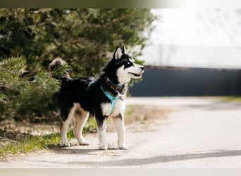 Freundlicher Tyson sucht sein Zuhause