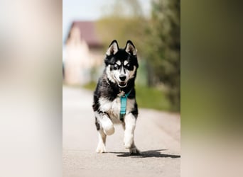 Freundlicher Tyson sucht sein Zuhause