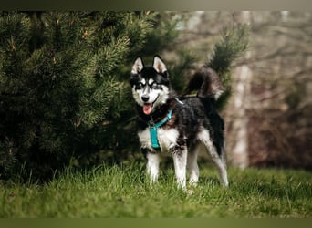 Freundlicher Tyson sucht sein Zuhause