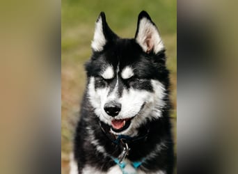 Freundlicher Tyson sucht sein Zuhause
