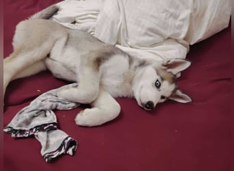 BELLA - aktives Mädchen sucht ihre Menschen *reserviert*