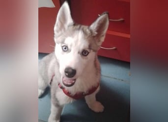 BELLA - aktives Mädchen sucht ihre Menschen *reserviert*