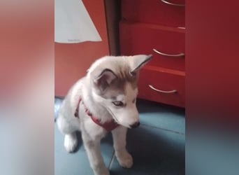 BELLA - aktives Mädchen sucht ihre Menschen *reserviert*