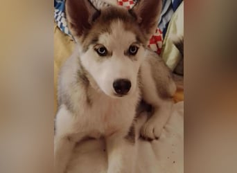 BELLA - aktives Mädchen sucht ihre Menschen *reserviert*