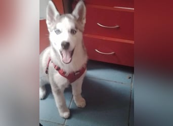 BELLA - aktives Mädchen sucht ihre Menschen *reserviert*