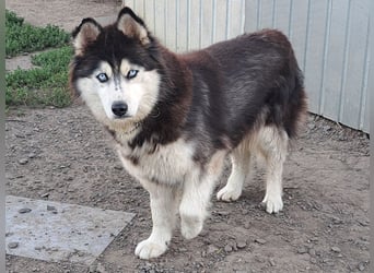 Kiara ( * 10 / 2022 ) sucht ihre Menschen