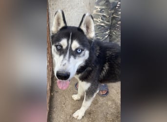 Zucco - freundlich und intelligent