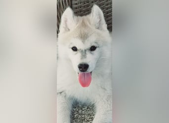 Siberian Husky Welpe Hündin Grace Hydrargium