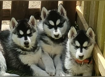 Siberian Husky Welpen  FCI/KZS aus über 30-jähriger  Zucht