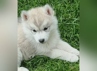 Siberian Husky Welpen  FCI/KZS aus über 30-jähriger  Zucht